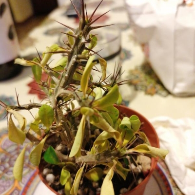Euphorbia sofferente: cosa fare?
