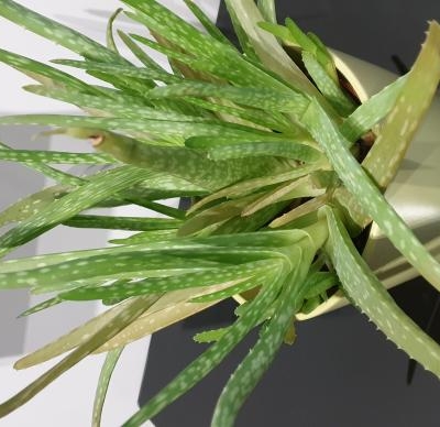 Aloe con foglie gialle: cosa succede?