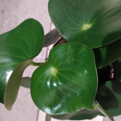 Peperomia: foglia con escrescenze, cosa sono?