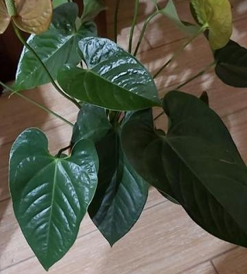 Anthurium con foglie sane ma non fa fiori: qual è la causa?