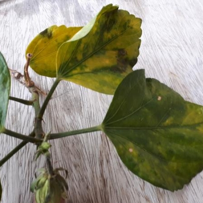 Hibiscus con foglie rovinate che cadono: cosa fare?