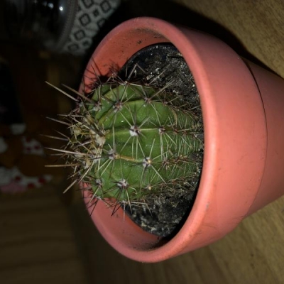 Cactus con aghi che non pungono: sta bene?