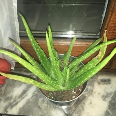 Aloe con foglie secche e gialle: come mai?