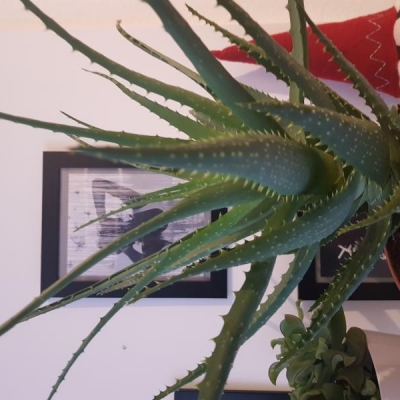 Qual è la varietà di questa aloe?