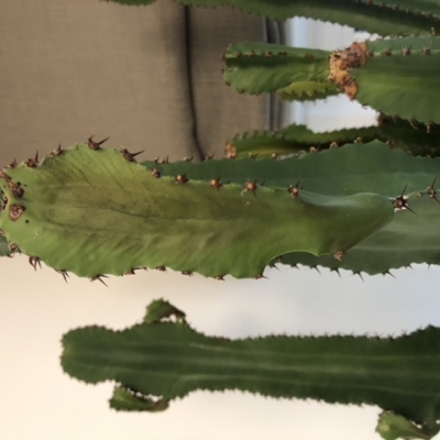 Euphorbia: i piccoli rami nuovi sono secchi, cosa succede?