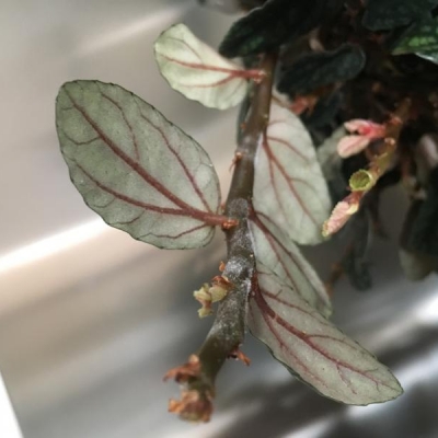 Pilea perde foglie con peluria: che malattia ha?