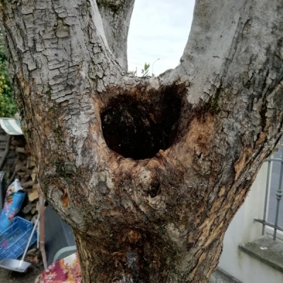Ulivo con tronco scavato pieno di formiche: come curarlo?