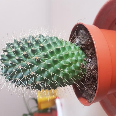 Mammillaria ha perso ciuffi di spine: qualche consiglio?