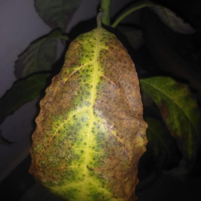 Avocado con foglie rovinate (macchie marroni): cosa sono?