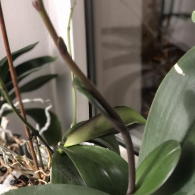 Phalaenopsis: è un keiki quello spuntato?