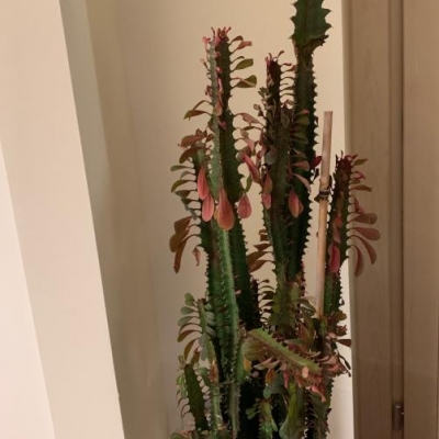 Euphorbia con rami piegati: come intervenire?