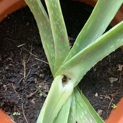 Aloe colpita da acquazzone perde foglie centrale: cosa fare?