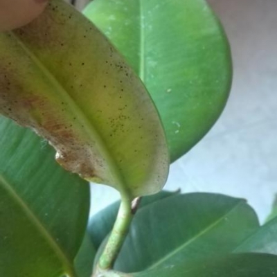 Ficus elastica: pagina inferiore delle foglie con puntini neri, cosa fare?