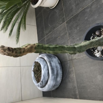Cactus con punta ristretta: come mai?