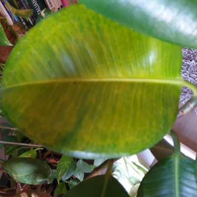 Ficus elastica: foglie gialle che cadono, colpa del ragnetto rosso?