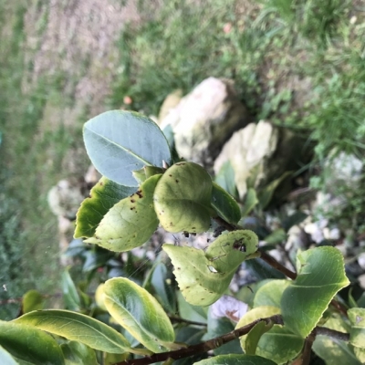 Camelia in terra: foglie con macchie scure, come mai?