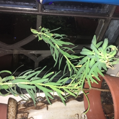 Talea euphorbia arborea sta appassendo: cosa fare?