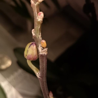 Phalaenopsis con gocce appiccicose su steli e foglie: cosa sono?