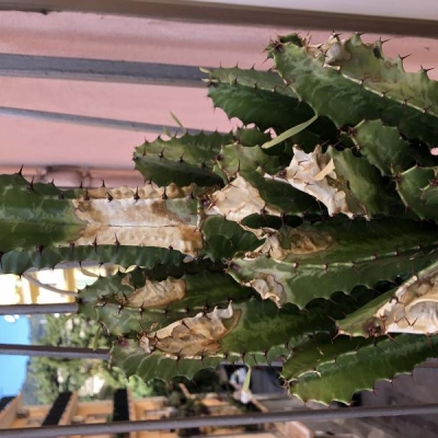 Cactus secco in alcuni punti: come curarlo?