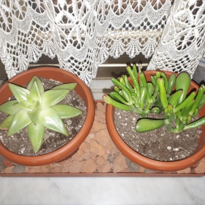 Echeveria e crassula: come curarle?