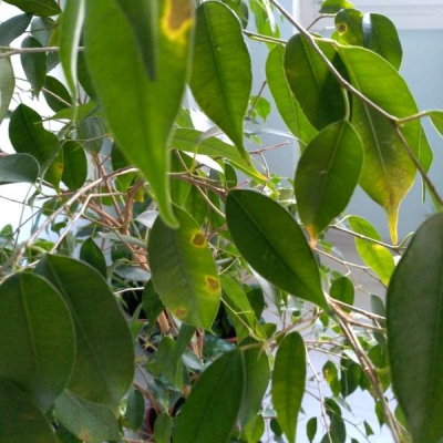 Ficus benjamin: foglie con macchie marroni e bianche, di cosa si tratta?