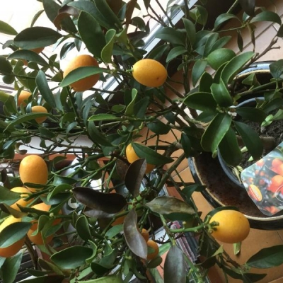 Kumquat con foglie marroni: come salvarlo?