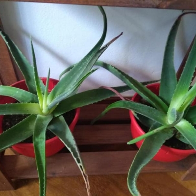 Aloe portate in casa: le foglie centrali sono chiare, come mai?
