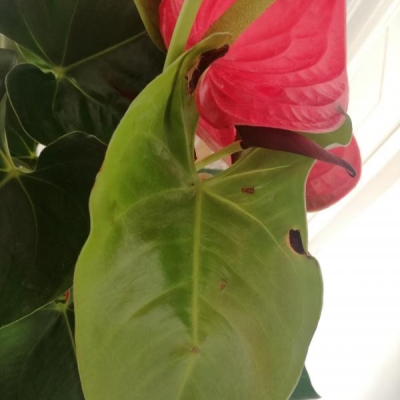 Anthurium con macchie sulle foglie: qual è il problema?