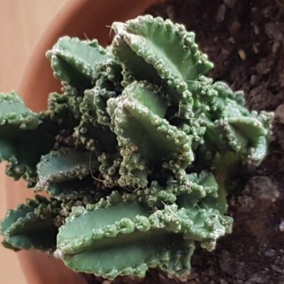 Cactus sofferente: come salvarlo?