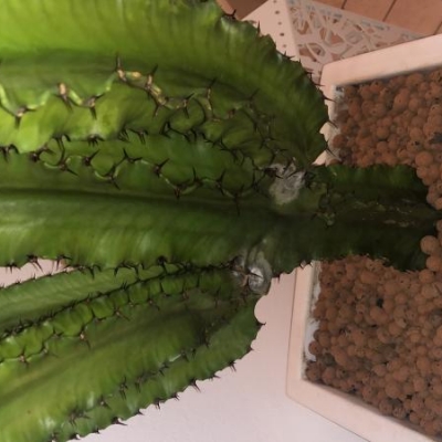 Cactus diventato chiaro e floscio con macchia alla base: cosa fare?