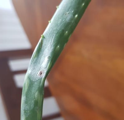 Aloe: foglie con taglietti che seccano le foglie, come curarla?