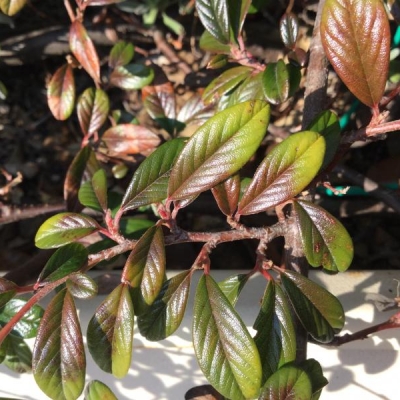 Photinie, osmanthius e cotoneaster: foglie secche, come mai?