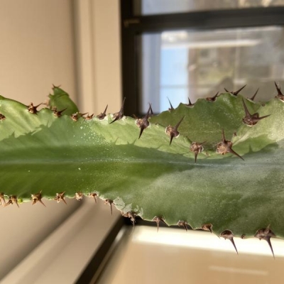 Euphorbia eritrea: sbiadito con macchia marrone nel fusto, cosa fare?