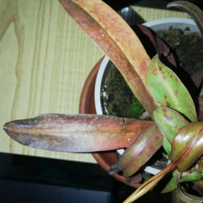 Nepenthes piena di macchie e foglie marroni: come mai?