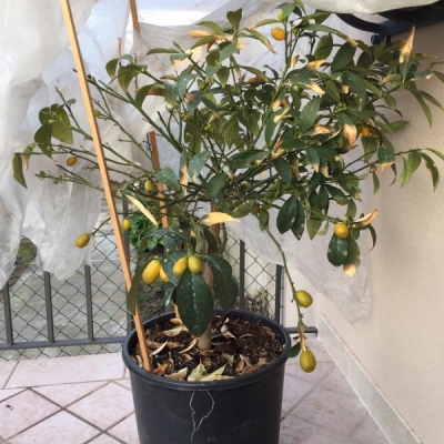 Kumquat giallo che perde foglie: colpa della pioggia?