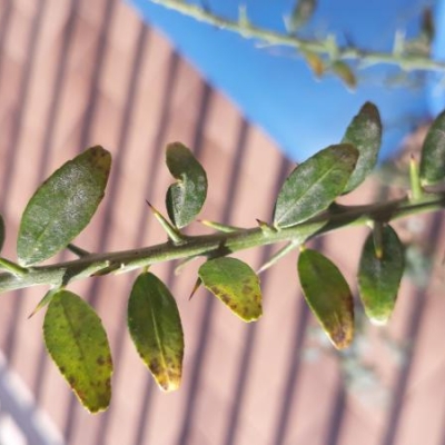 Finger lime con foglie macchiate: come intervenire?
