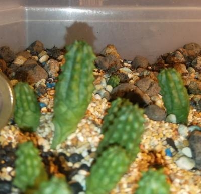 Euphorbia obesa: quando posso rinvasarla?