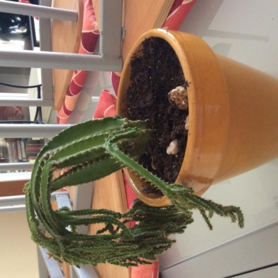 Cactus piegato per il basso: come curarlo?