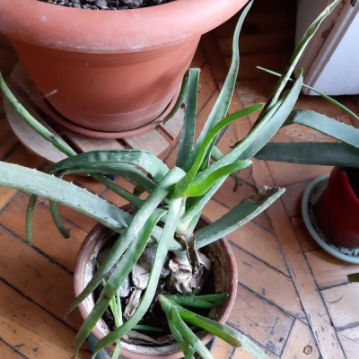 Aloe con macchie marroni e punte secche: è un parassita?