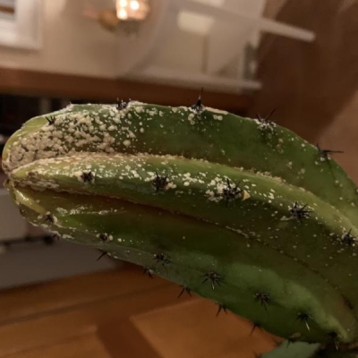 Cactus con punta con puntini bianchi: cosa fare per curarla?