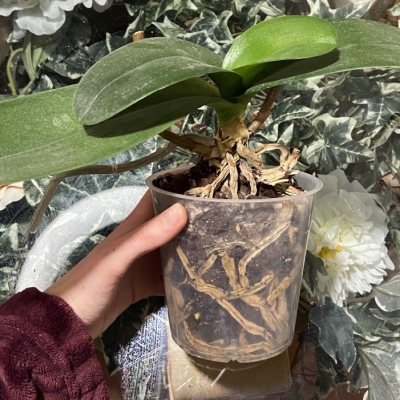 Orchidea con radici e rami secchi: devo rinvasare?