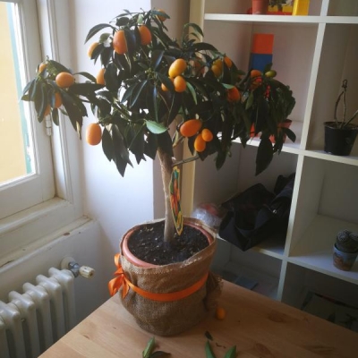 Kumquat perde foglie e frutti: poca acqua?