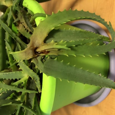 Aloe: foglie che pendono con marciume, come mai?