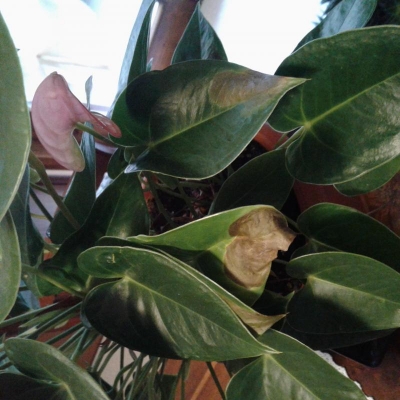 Anthurium con foglie macchiate in casa: come mai?