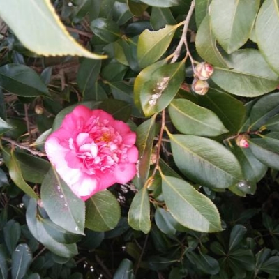 Camelia: foglie rovinate ma tanti fiori, come curarla?