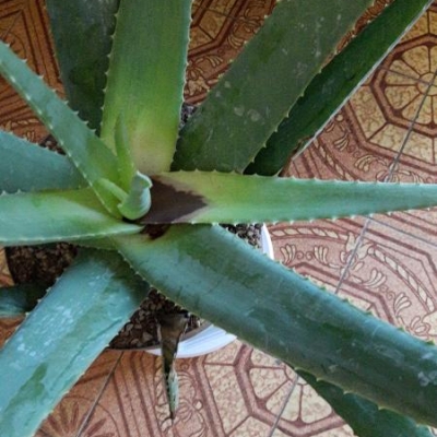 Aloe con macchia nera centrale: come curarla?