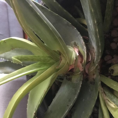 Aloe con foglie flosce, marroni e accartocciate: cosa fare?