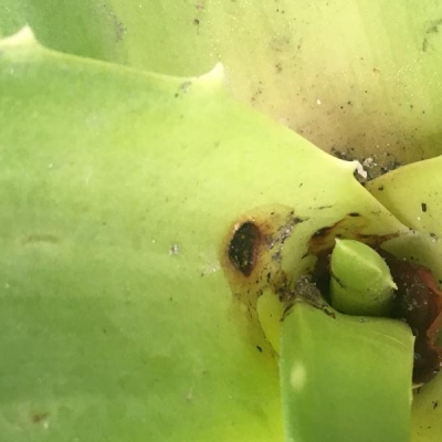 Aloe con macchia scura alla base delle foglie: cosa fare?