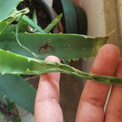 Aloe con punte secche e rovinate: come mai?