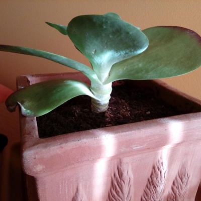 Kalanchoe: crescerà solo in altezza e alla base resterà solo il fusto?